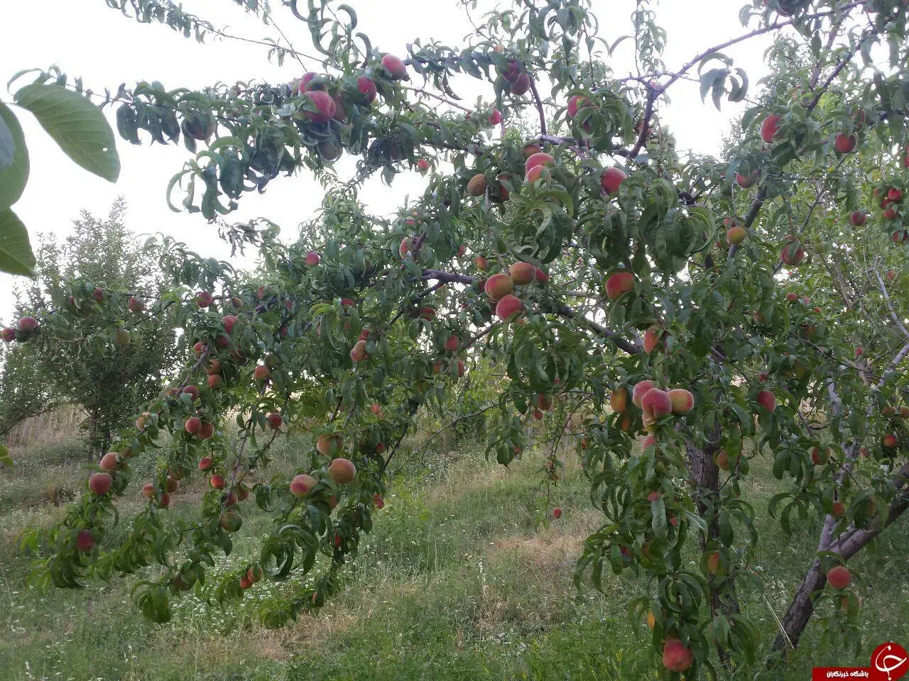 فروش یا  معاوضه باغ|فروش زمین و ملک کلنگی|کشکسرای, |دیوار