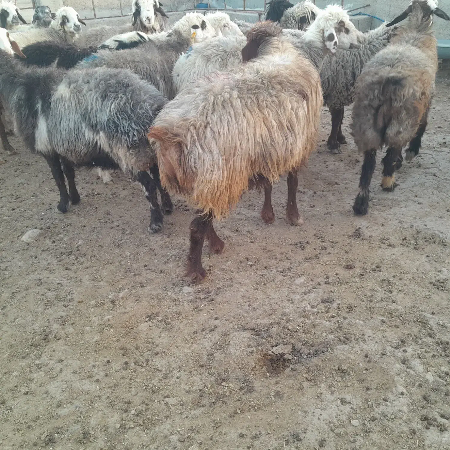 ۲۵راس میش ترکی بختیاری آبستن‌گلون|حیوانات مزرعه|کازرون, |دیوار