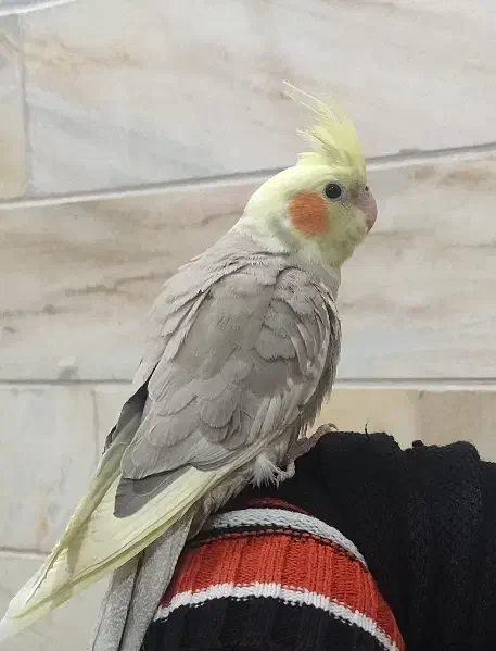 عروس هلندی|پرنده|اردکان, |دیوار