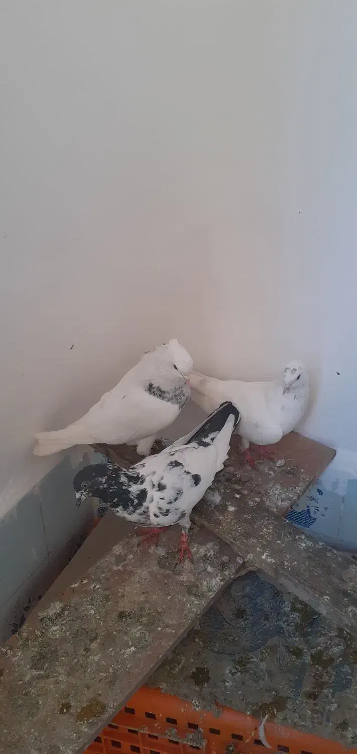 کبوتر|پرنده|مرند, |دیوار