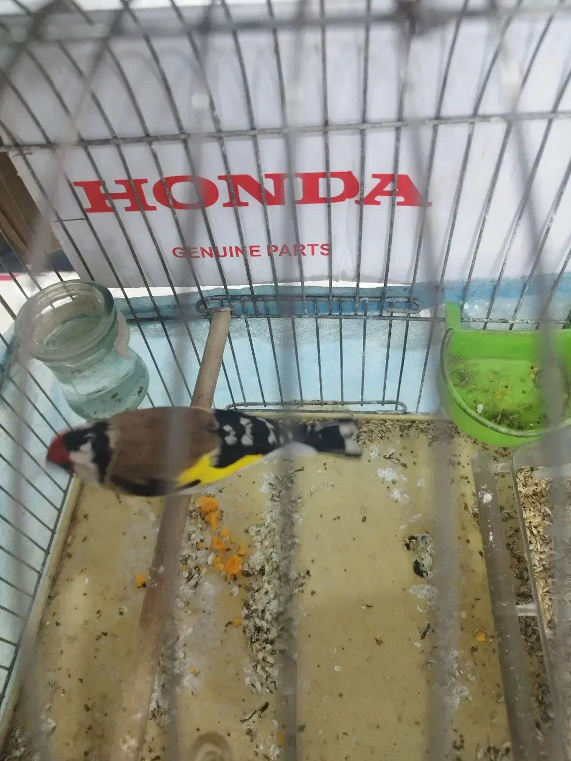 فروش. سهره. وسهره قناری|پرنده|همدان, |دیوار