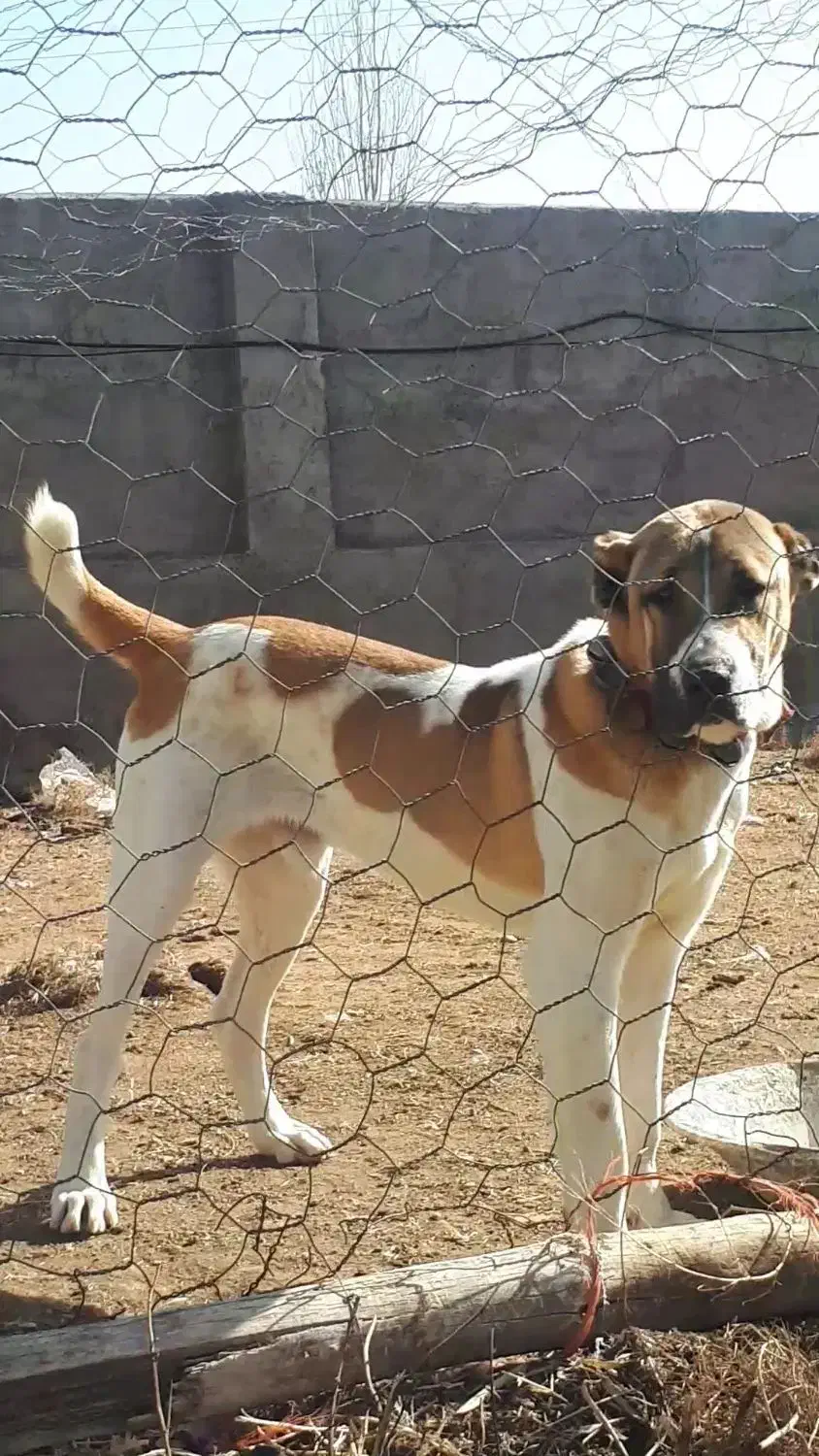 گمشده سگ|سگ|الوند, |دیوار