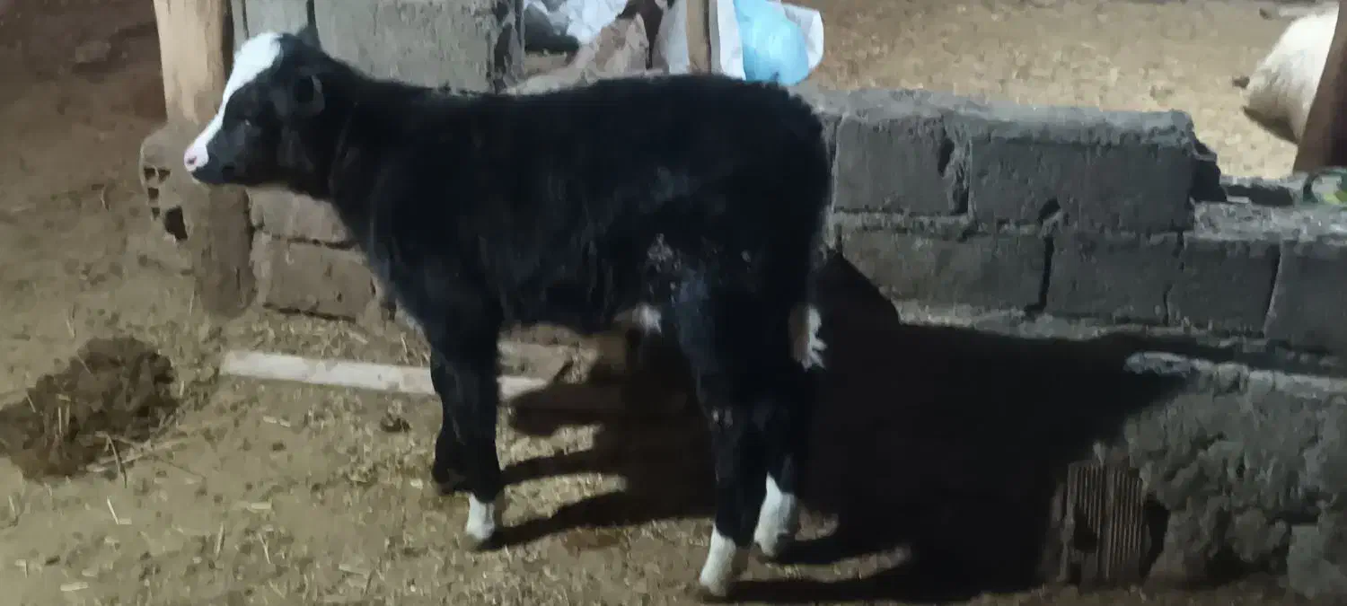 گاو باگوساله نر ۱۳۵|حیوانات مزرعه|هوراند, |دیوار
