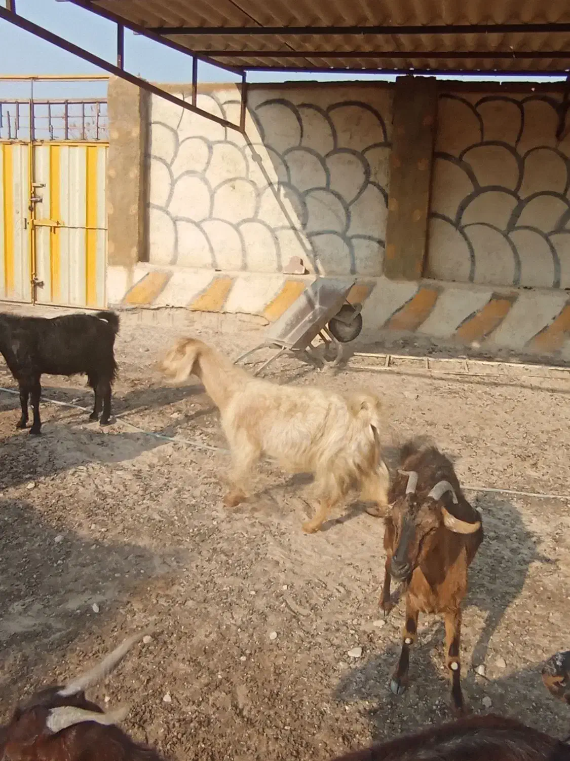 ۲۰راس بز ابستن و زاییده|حیوانات مزرعه|برازجان, |دیوار