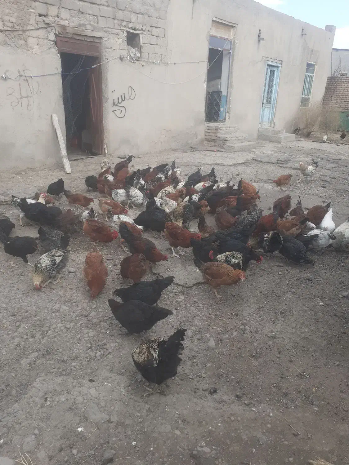 مرغ وخروس جوان|حیوانات مزرعه|ثمرین, |دیوار