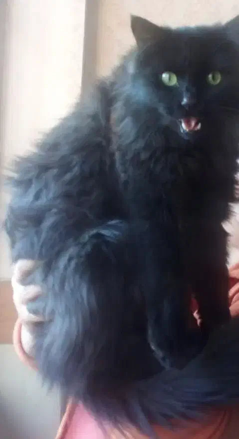 واگذاری فوری گربه پرشین بلکی|گربه|شاهینشهر, سعدی شمالی|دیوار