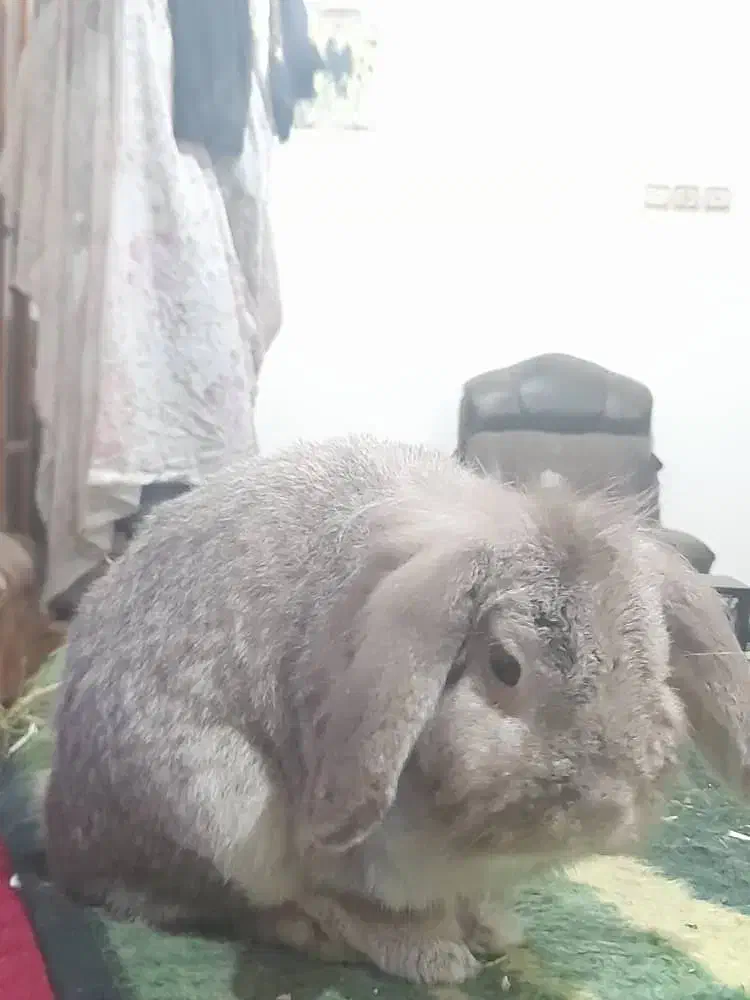 واگذاری خرگوش نر|موش و خرگوش|لاهیجان, شهرک سلمان فارسی|دیوار