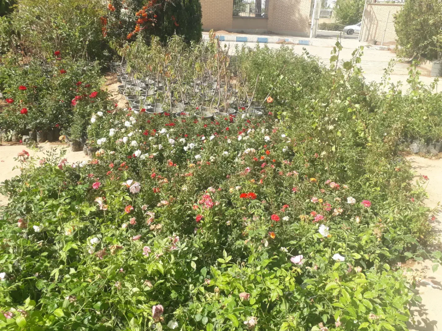 فروش انواع گل رز هلندی رونده ساناز بدون واسطه|گل و گیاه طبیعی|بجنورد, |دیوار