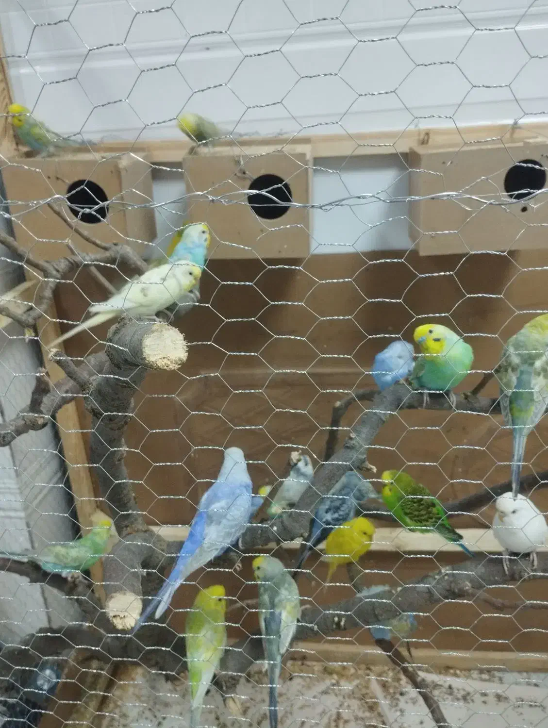 مرغ عشق|پرنده|مریوان, |دیوار