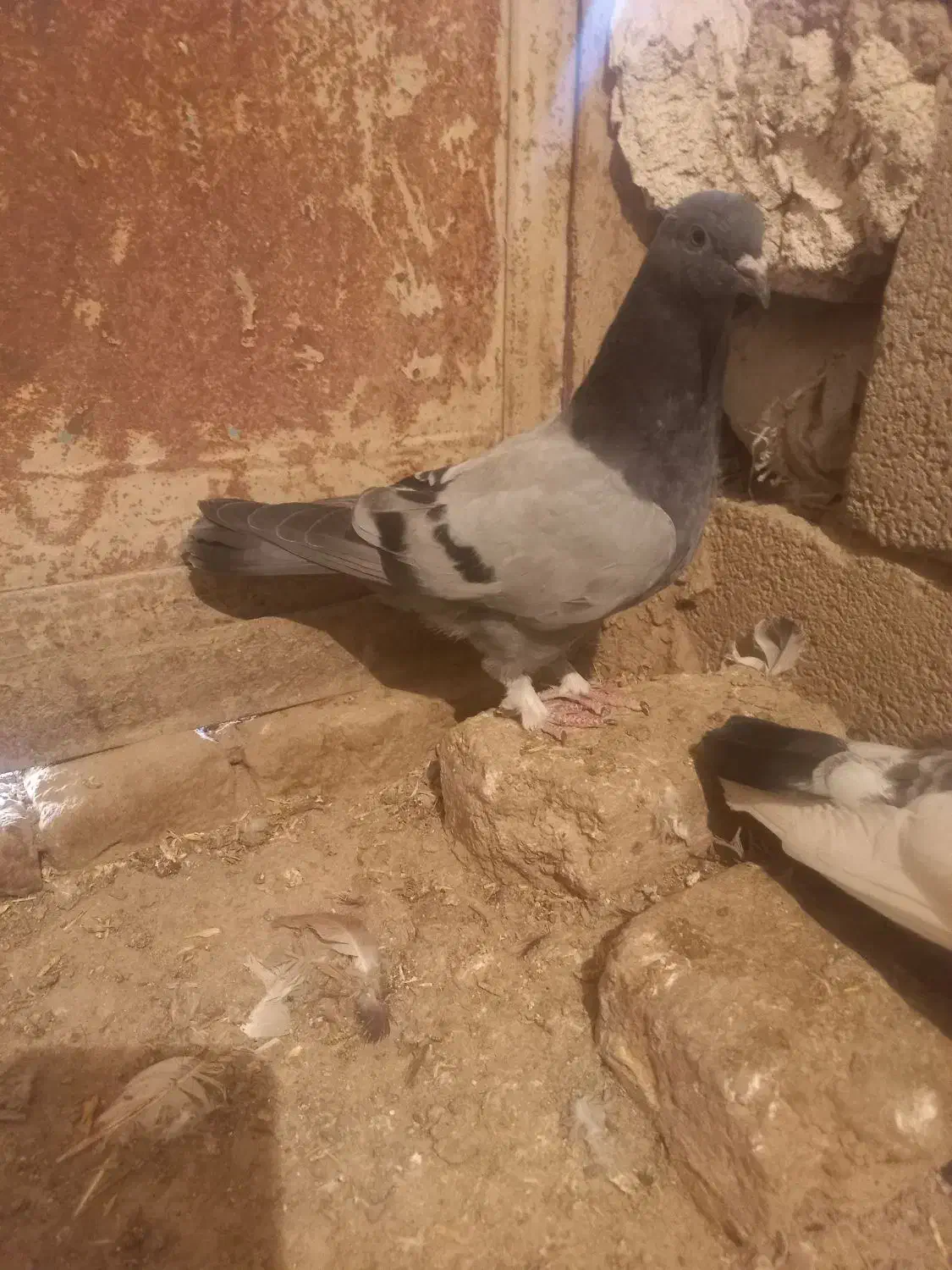 ترکیه|پرنده|اردبیل, |دیوار