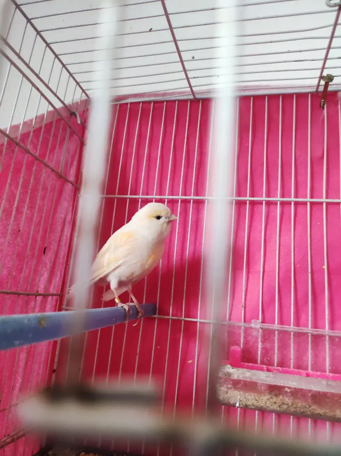 قناری ماده جوانه اماده|پرنده|خواف, |دیوار