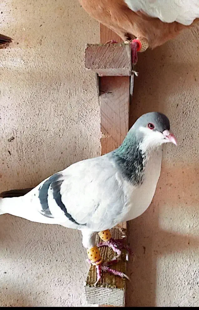 چپ سبز|پرنده|شیراز, شهرک بهار|دیوار