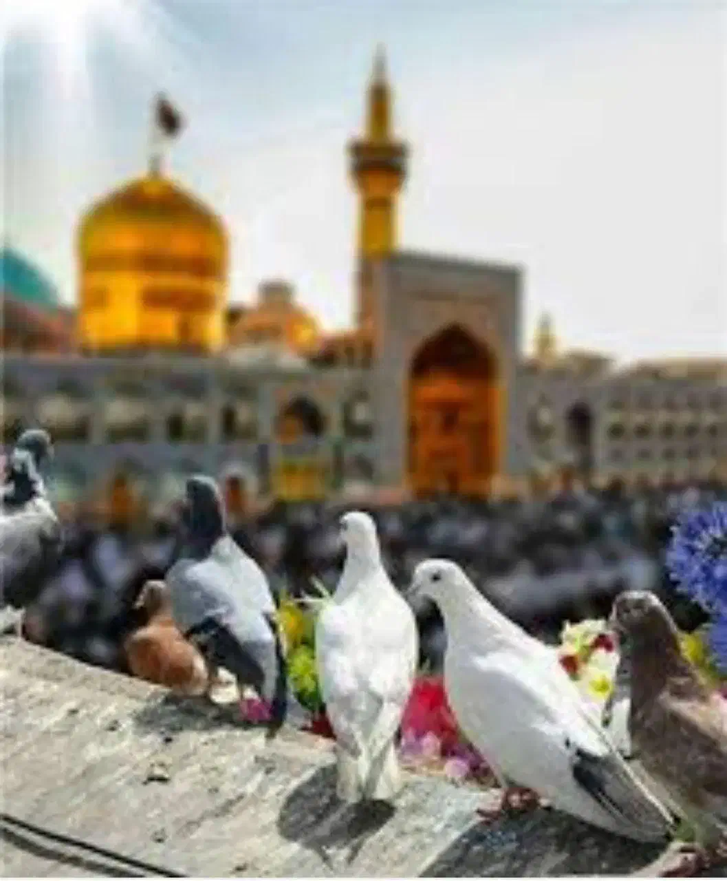 تور شیراز مشهد همه روزه|تور و چارتر|شیراز, حومه شیراز|دیوار