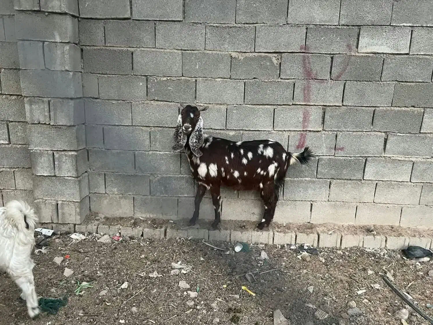 فروش بز پاکستانی ومعمولی|حیوانات مزرعه|جهرم, |دیوار