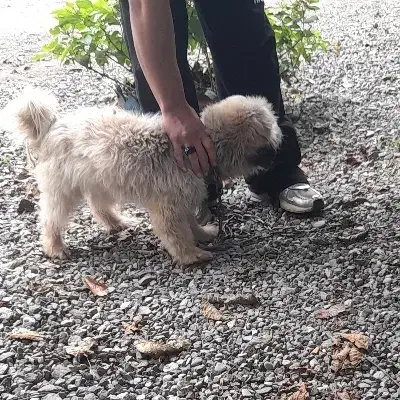 سگ قشنگ ناز|سگ|اسالم, |دیوار