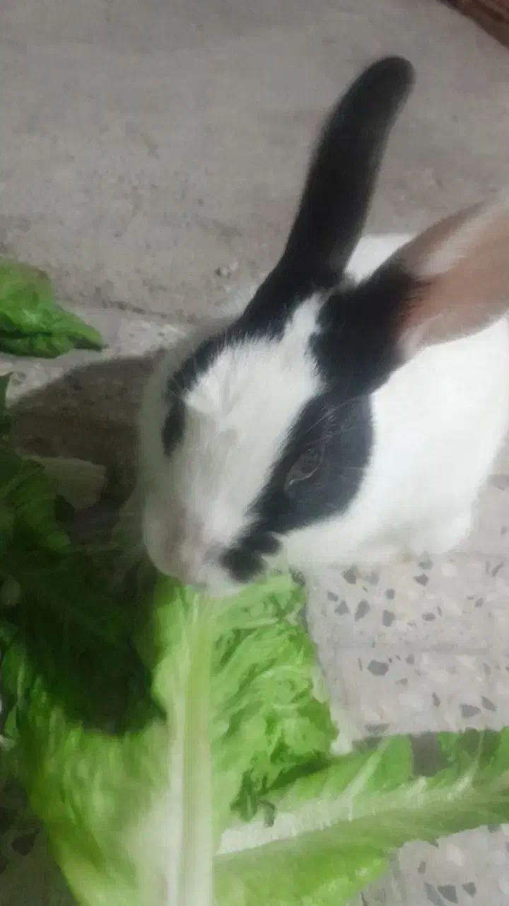 خرگوش|موش و خرگوش|نهاوند, |دیوار