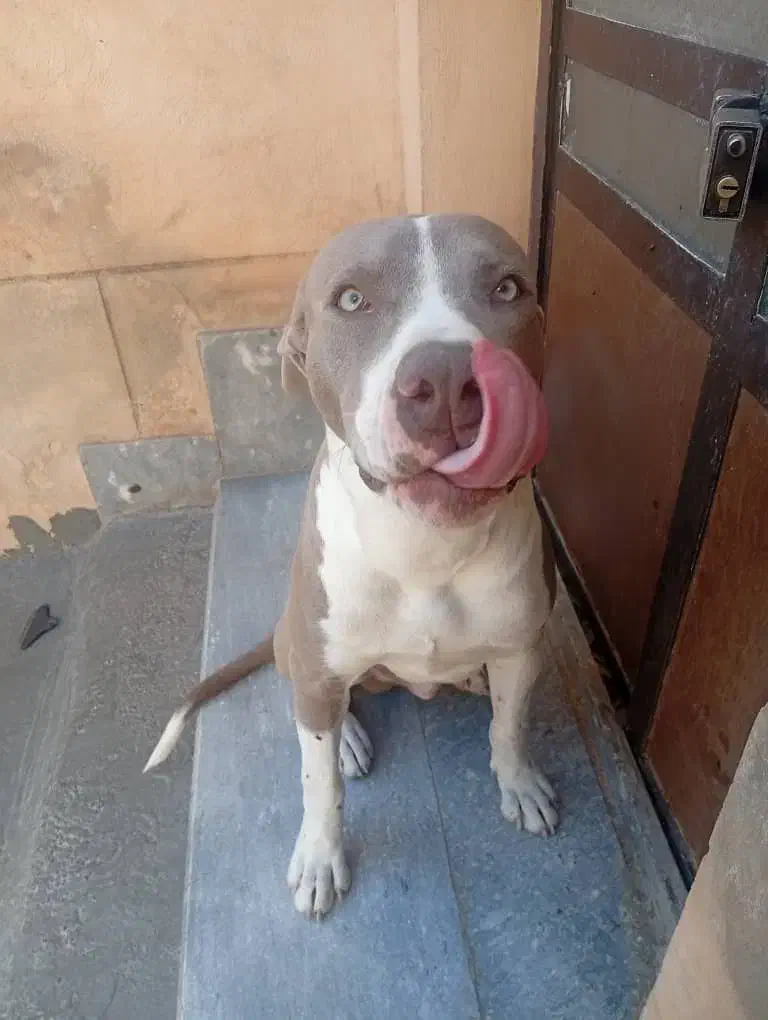 پیتبول چهارماهه|سگ|شیراز, سلطان آباد|دیوار