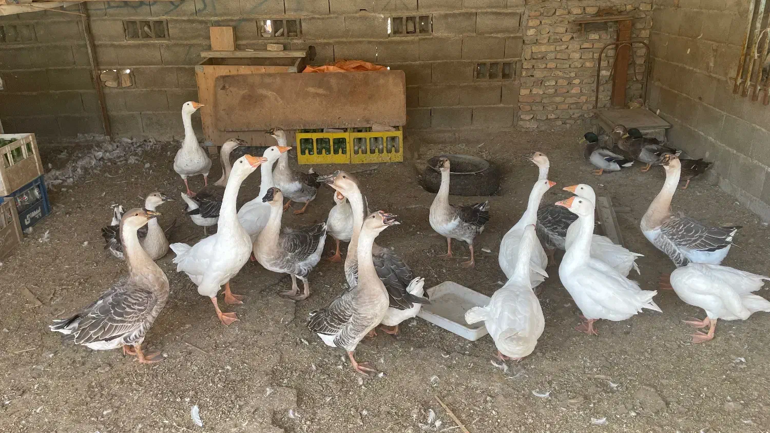 غاز و قوغاز|حیوانات مزرعه|سیمین شهر, |دیوار