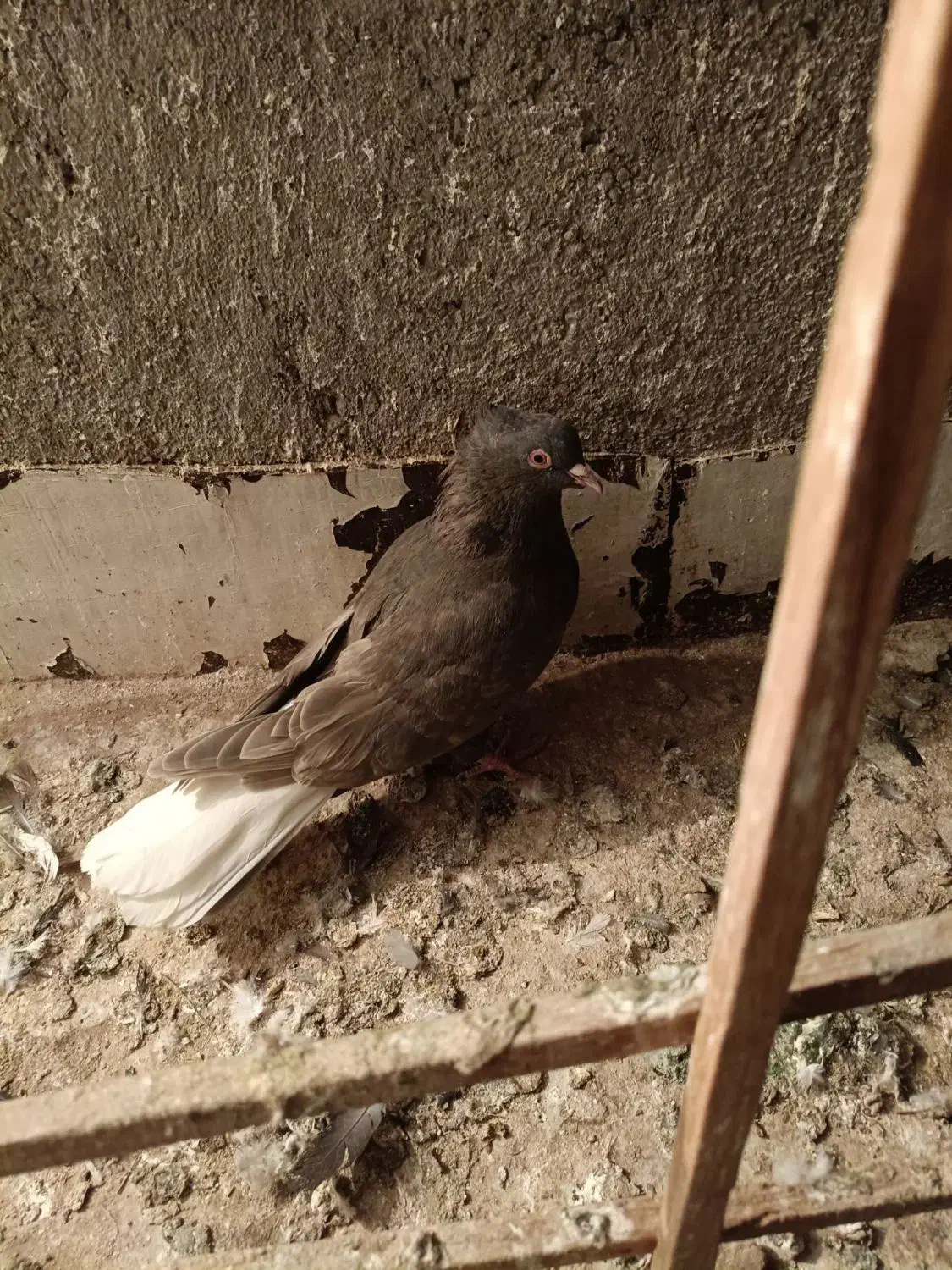 کفتر|پرنده|قائن, |دیوار