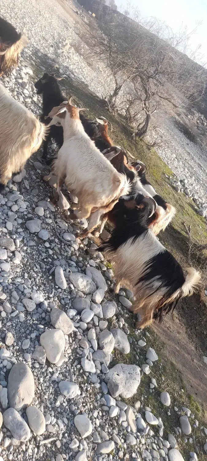 بزچاق|حیوانات مزرعه|بدره, |دیوار