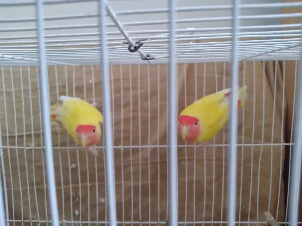 کوتوله فروشی|پرنده|بیرجند, |دیوار