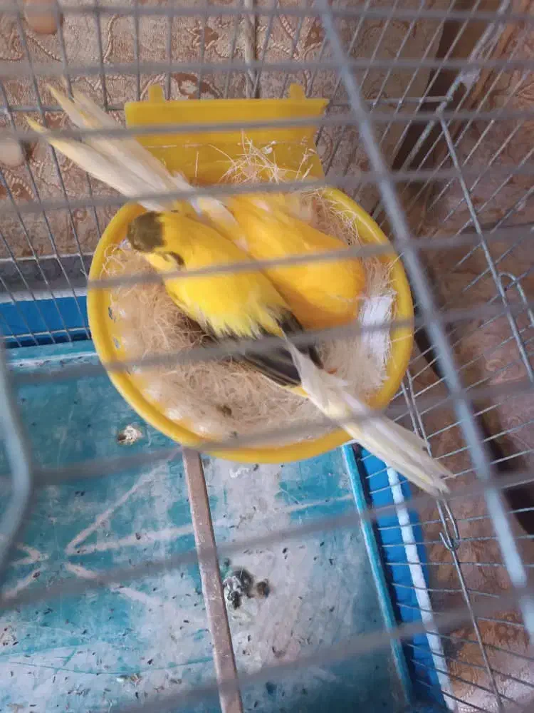 قناری سرای توکلی  فرخشهر|پرنده|فرخ‌شهر, |دیوار