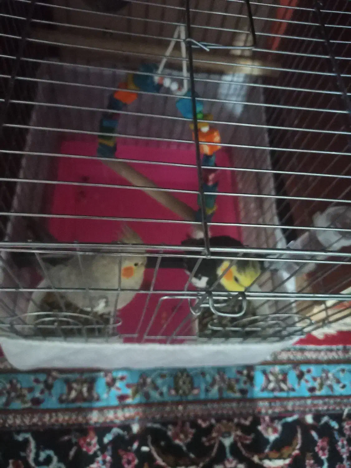 عروس هلندی|پرنده|کارون, |دیوار