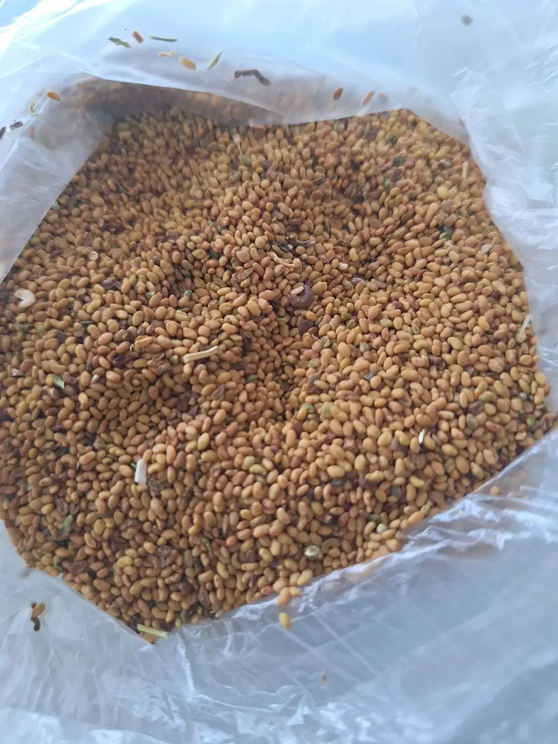 بذر یونجه|گل و گیاه طبیعی|انگوت, |دیوار