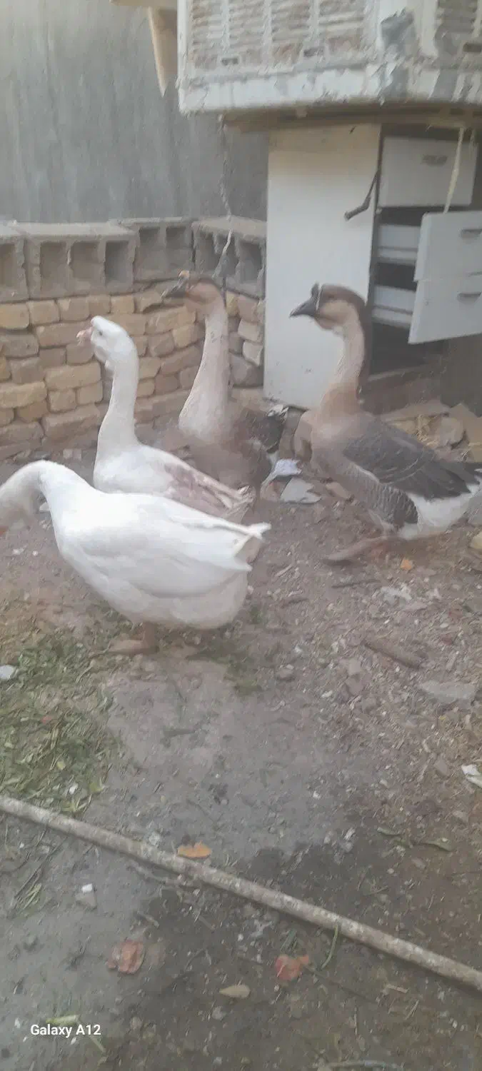 قوغاز|حیوانات مزرعه|مشهد, انصار|دیوار