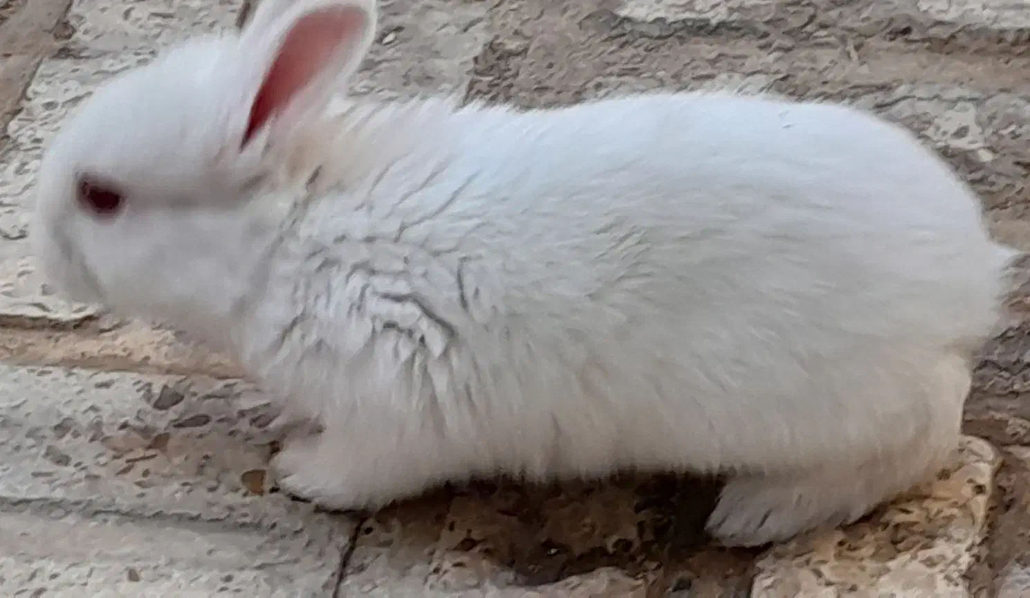 خرگوش آلبینو|موش و خرگوش|سمنان, |دیوار