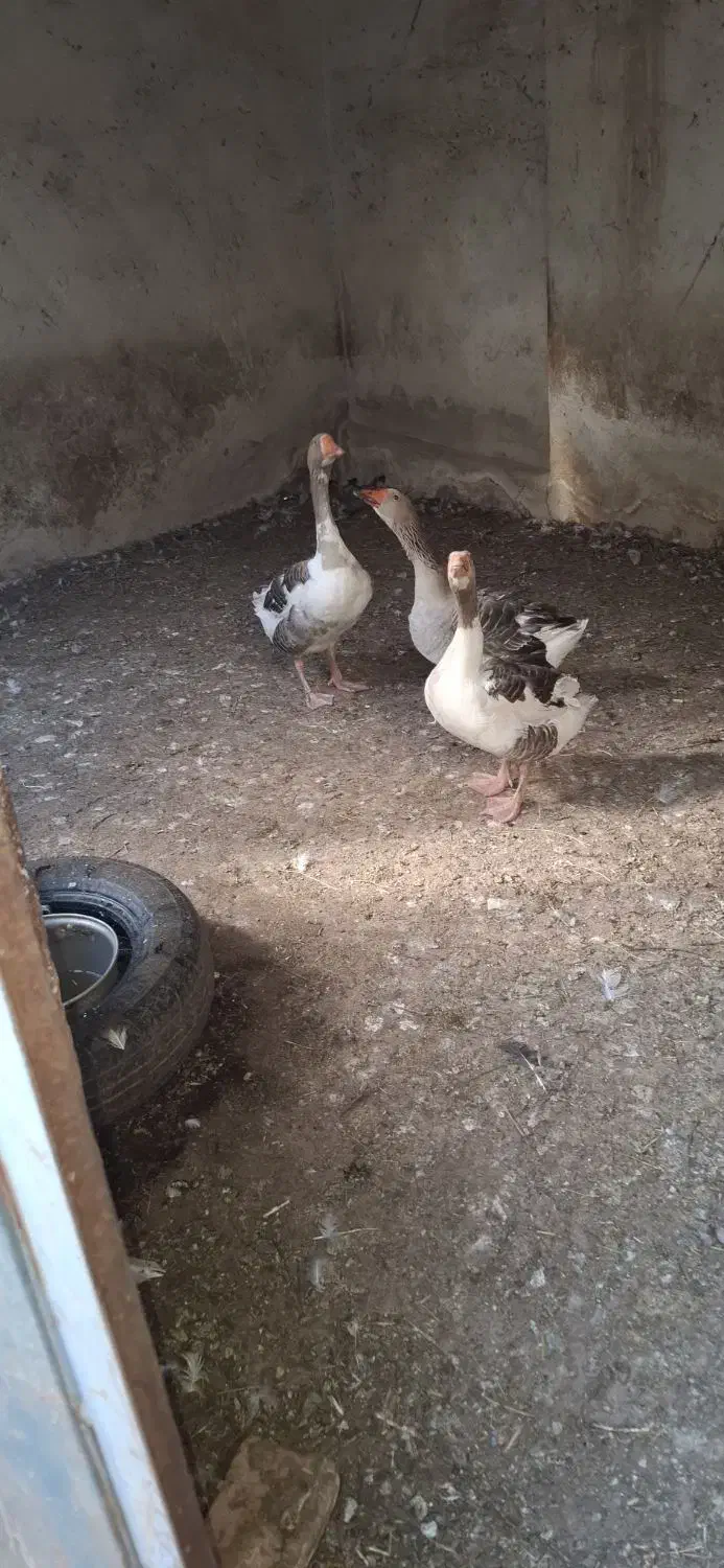 غاز|حیوانات مزرعه|سهند, |دیوار