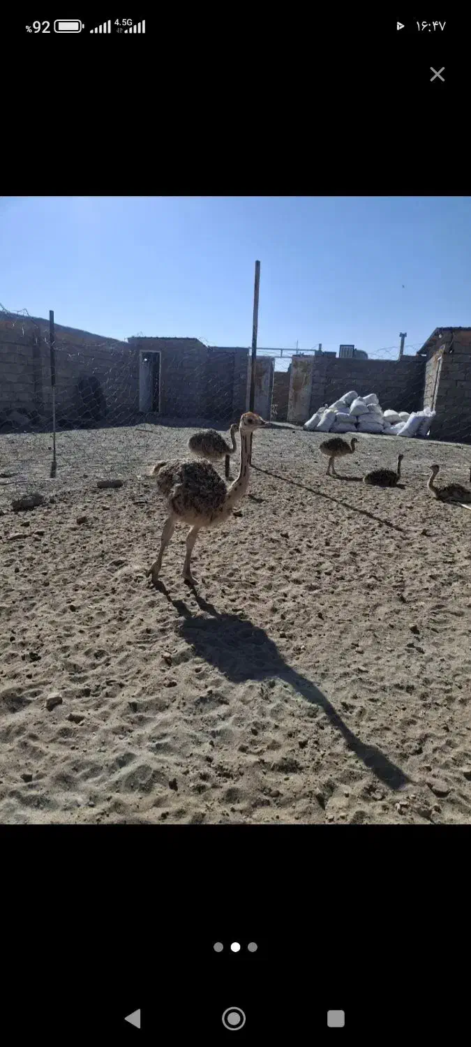 شتر مرغ 80روزه و 60روزه بفروش میرسد|حیوانات مزرعه|سبزوار, قصبه شرقی|دیوار