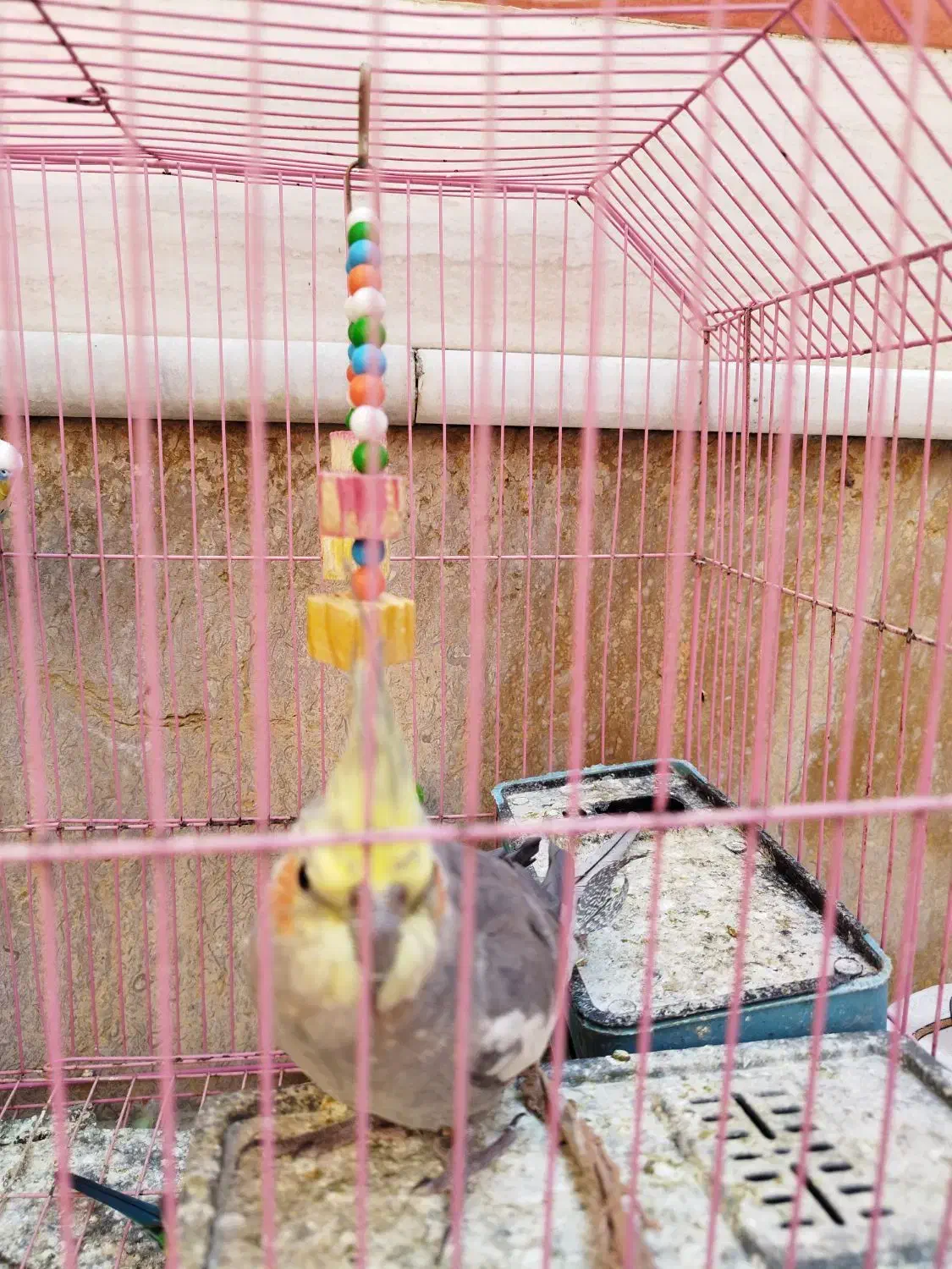 گمشده|حیوانات|بندر کنگان, |دیوار