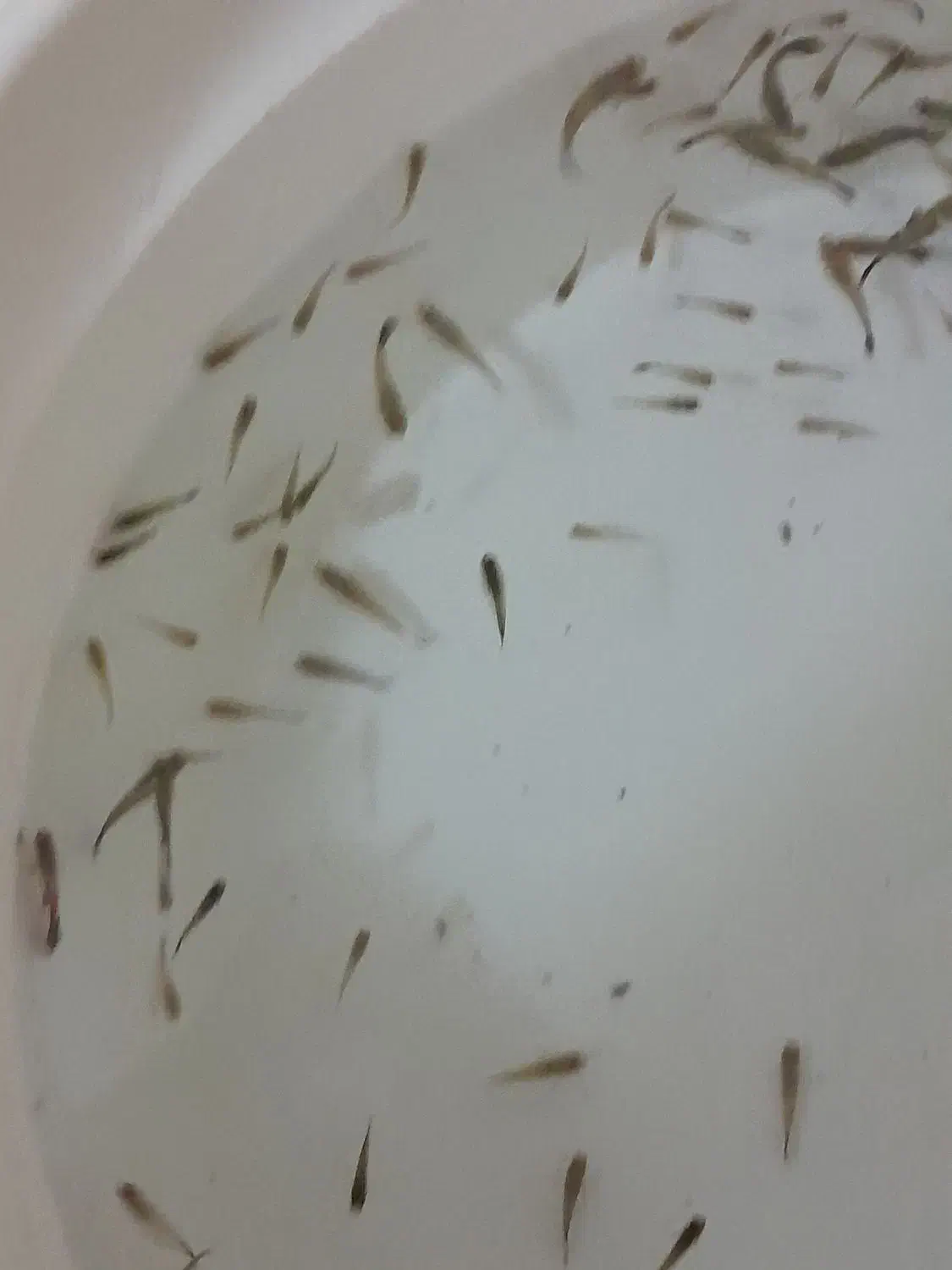 ماهی گوپی دانه ۲|ماهی|مشهد, شریف|دیوار