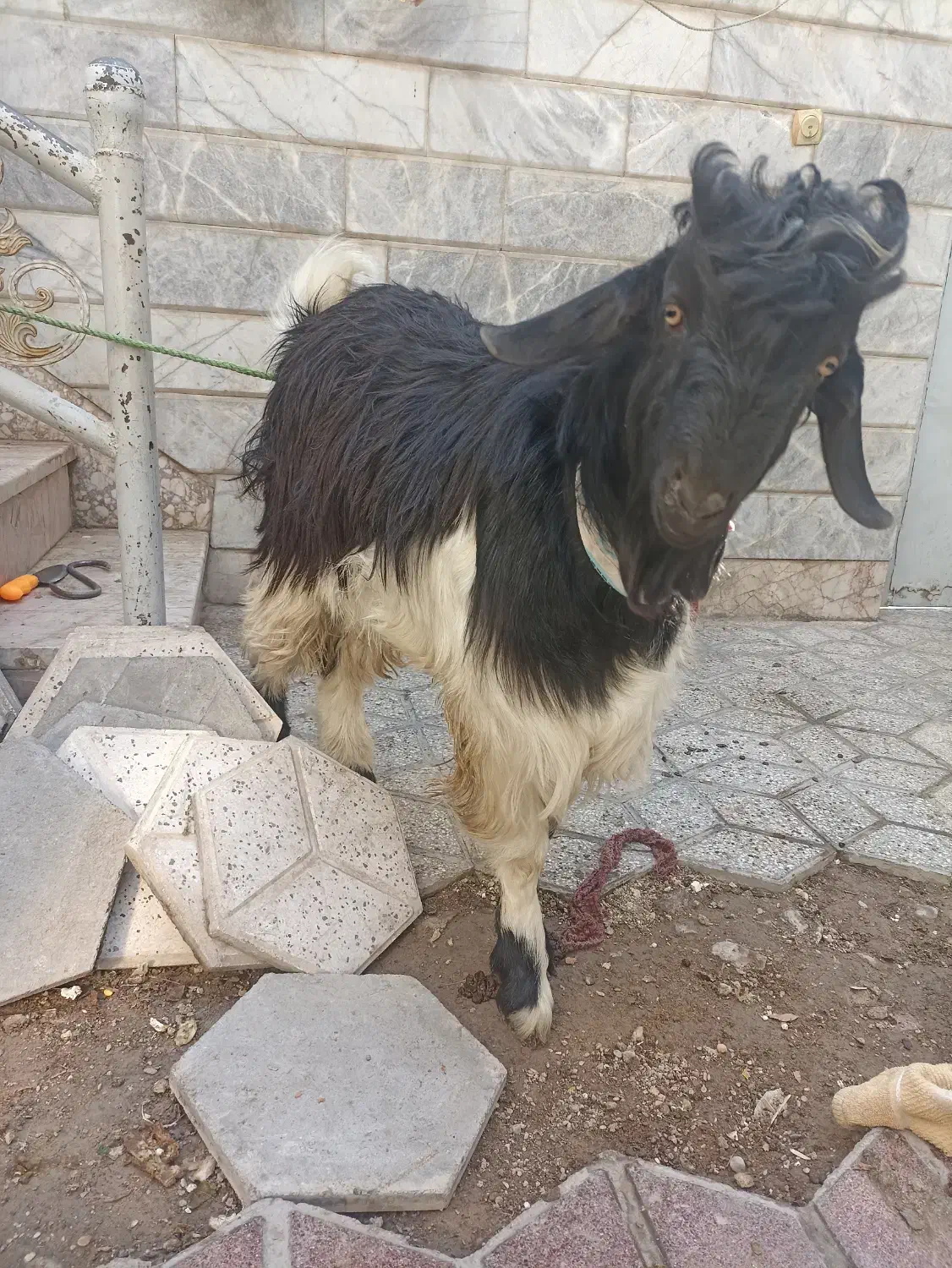 بزه نر|حیوانات مزرعه|مشهد, رده|دیوار