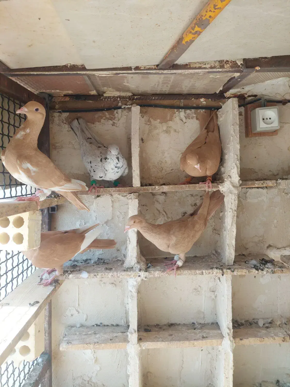 زرد سوری|پرنده|شوشتر, |دیوار