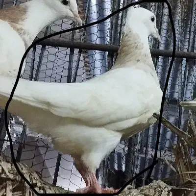 سه تا کبوتر طوقی ماده|پرنده|چابهار, |دیوار