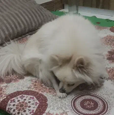 پامر سفید ماده|سگ|پرند, فاز ۴|دیوار