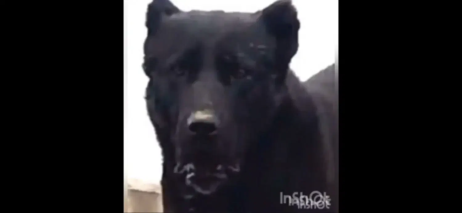 سگ سرابی|سگ|شاهین دژ, |دیوار