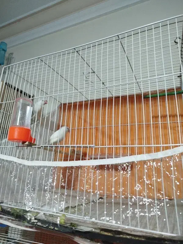 فنچ نرگسی قناری سهره|پرنده|مشهد, کارگران|دیوار