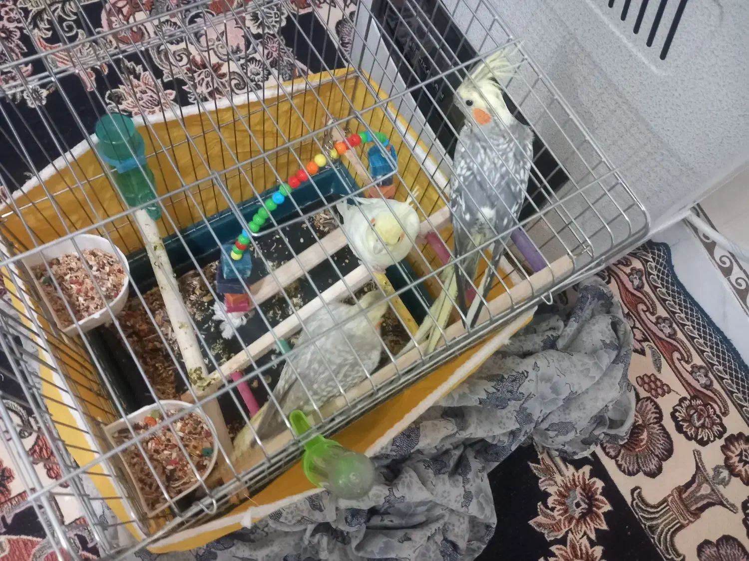 سه عدد عروس هلندی سالم|پرنده|کرمانشاه, |دیوار