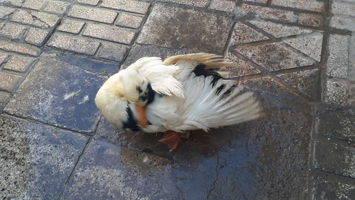 اردک فروشی|حیوانات مزرعه|مشهد, شهید قربانی|دیوار