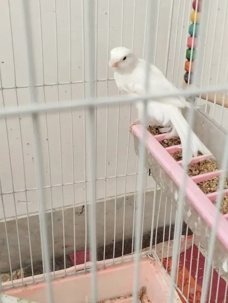 قناری|پرنده|خمینیشهر, |دیوار