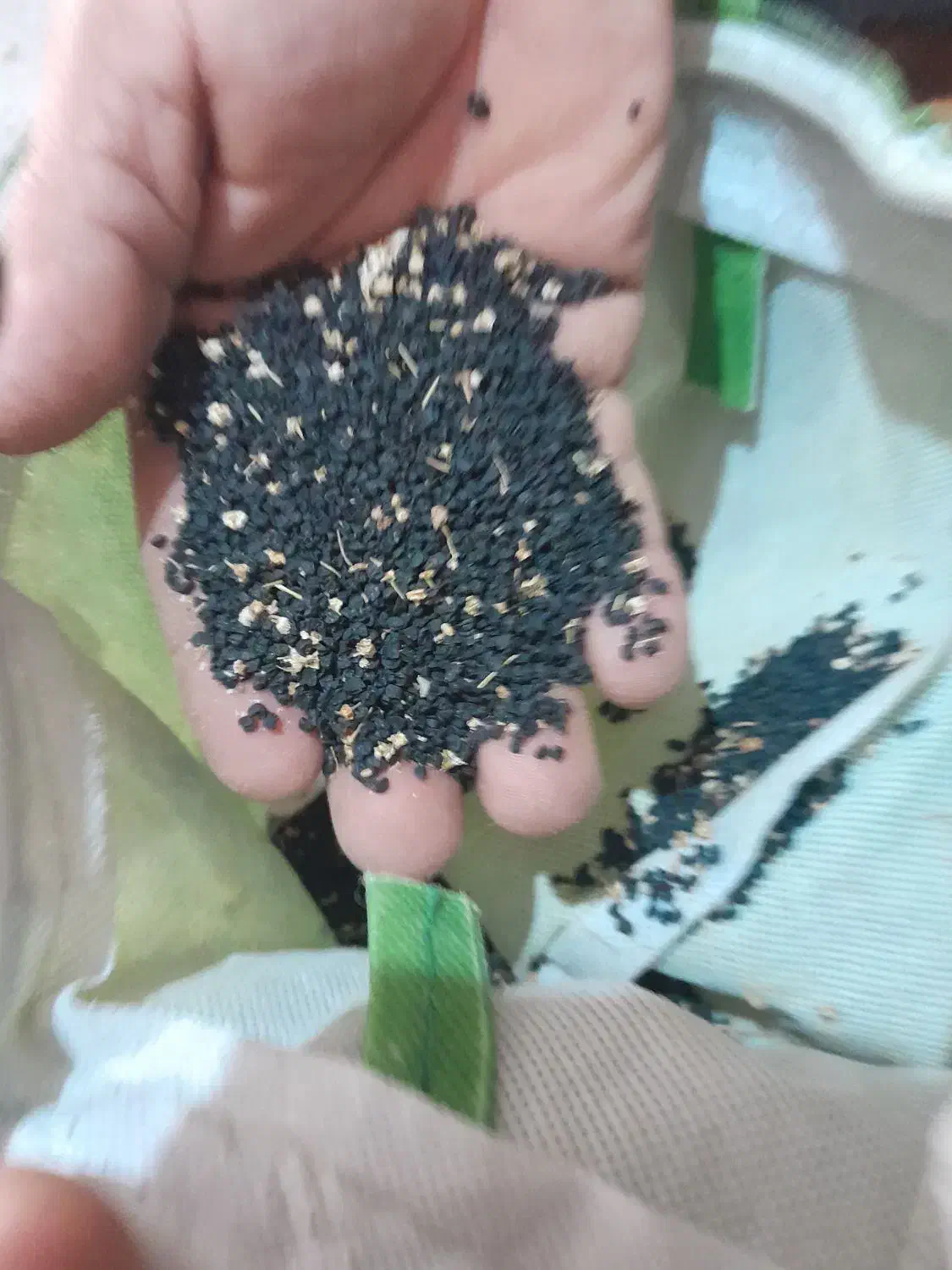 بذر پیاز ۳کیلو|گل و گیاه طبیعی|آبپخش, |دیوار