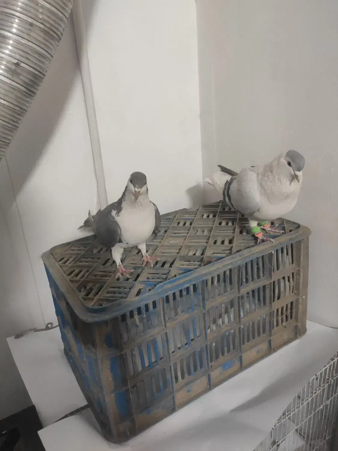 ساده افغانی ، با ساده کلاغ دم|پرنده|مشهد, کشف|دیوار