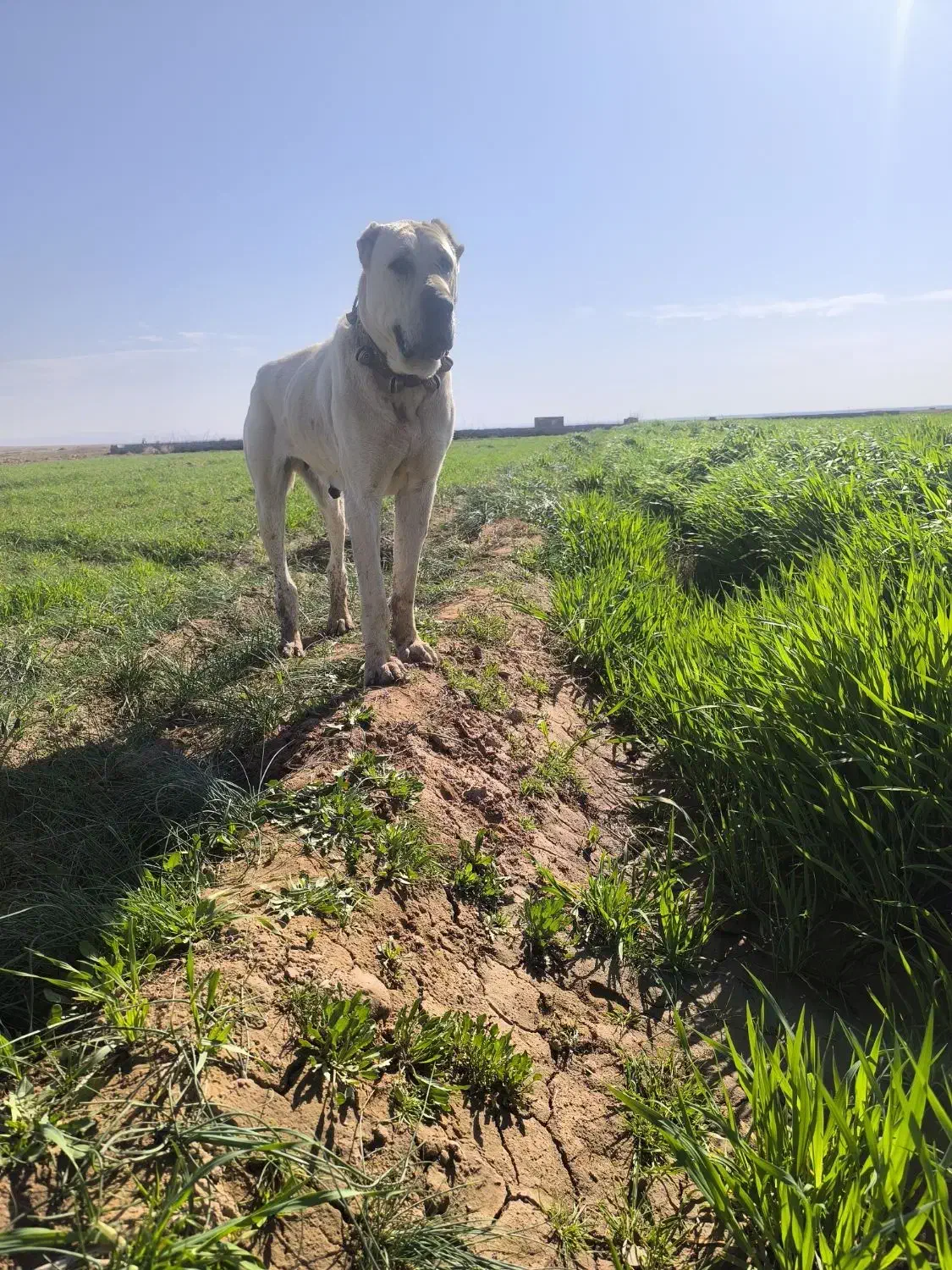 111|سگ|تربت جام, اسماعیل آباد|دیوار