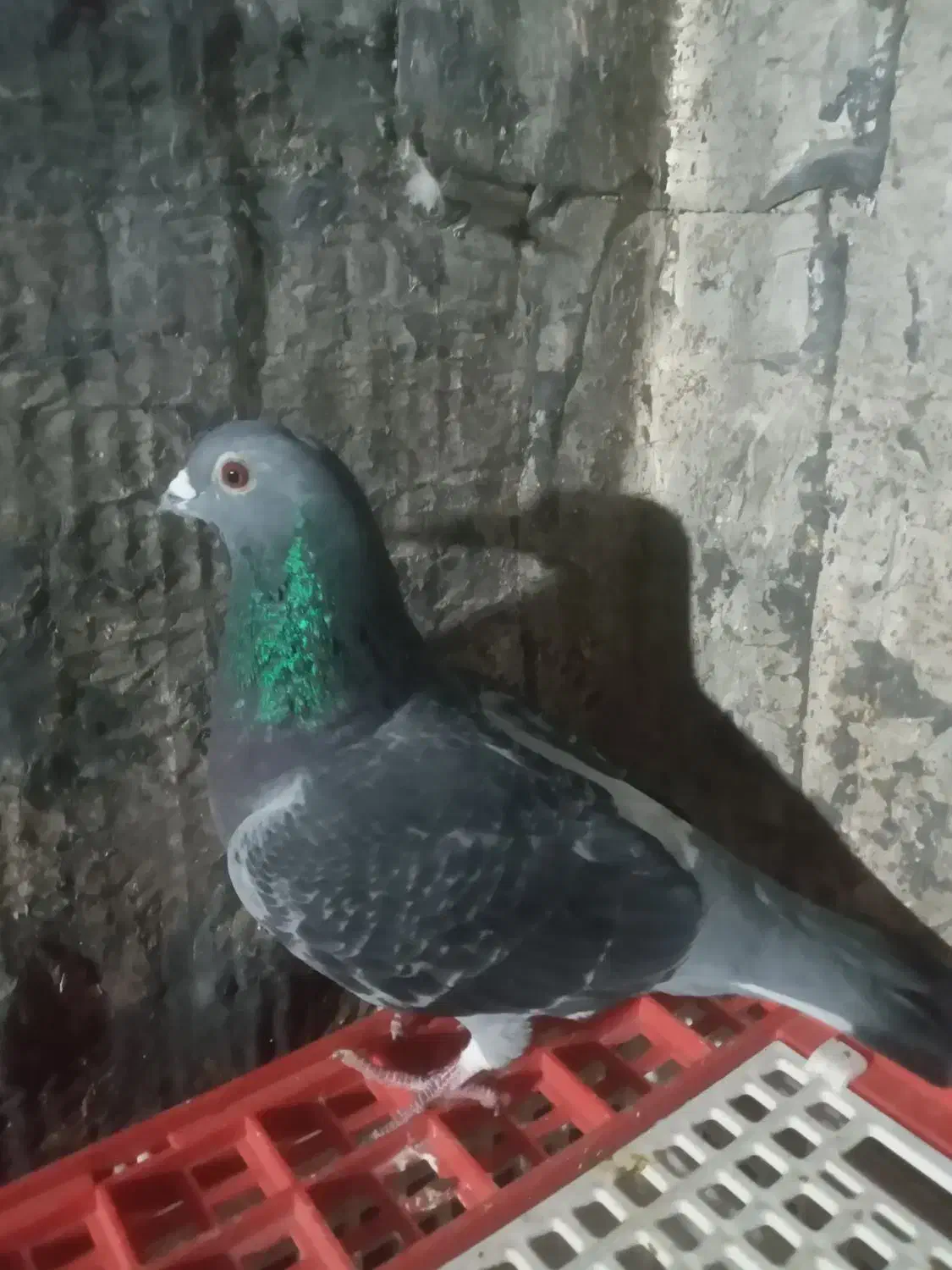 کبوترمسافتی|حیوانات|آزادشهر, |دیوار