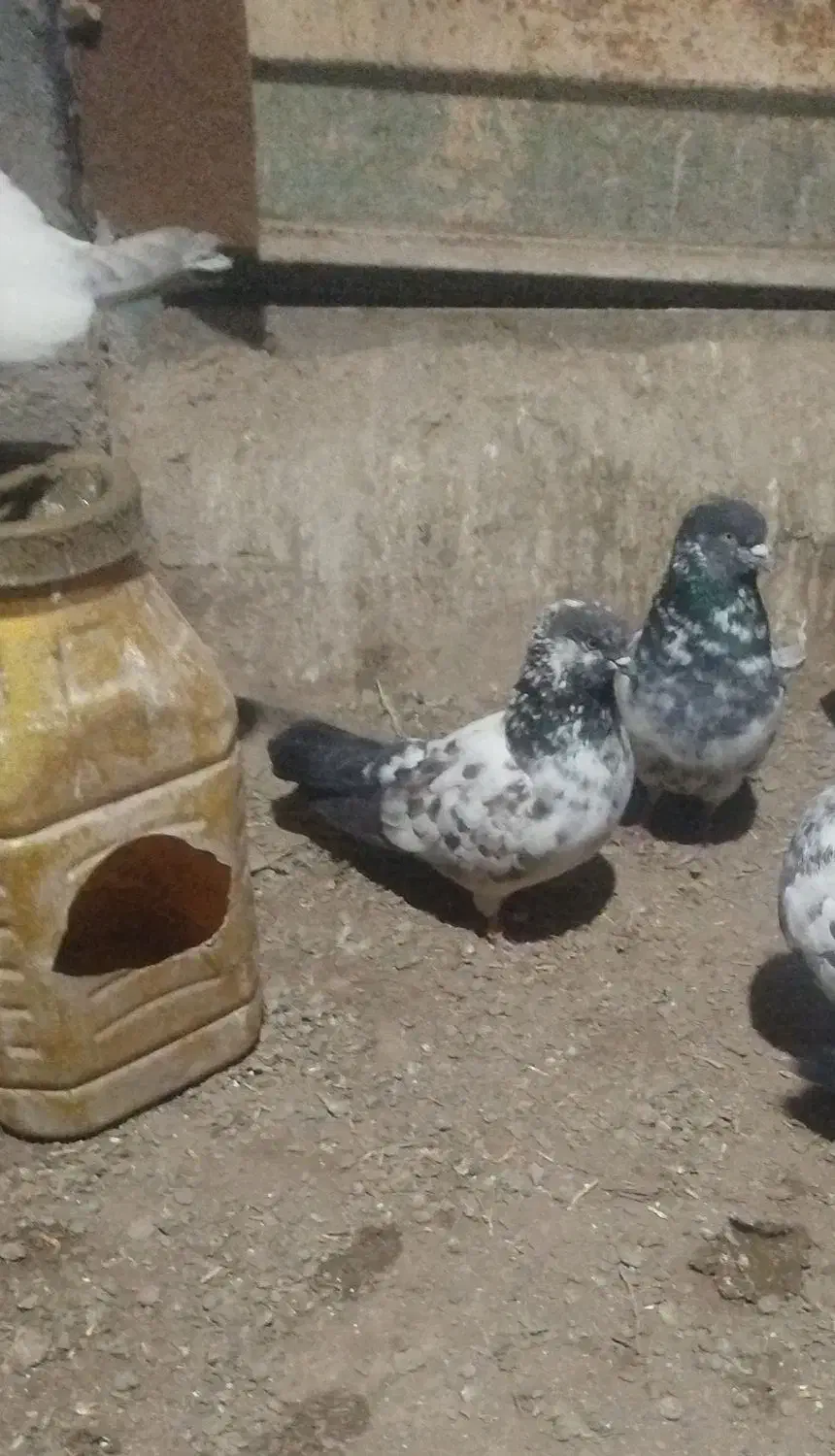 ۳۵۰|پرنده|بزینه رود, |دیوار