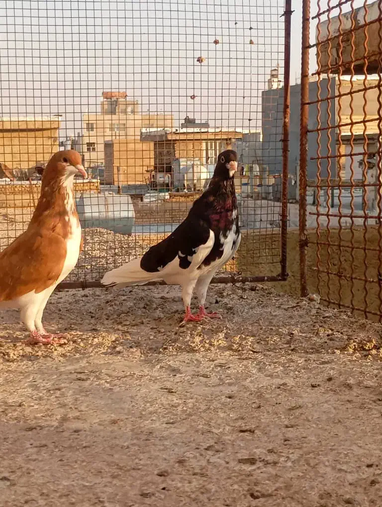 فروش کبوتر|پرنده|شیراز, امام حسین|دیوار