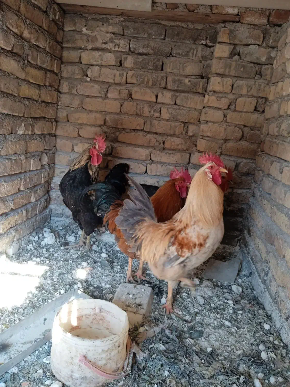 خروس|حیوانات مزرعه|ایوانکی, |دیوار